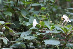 Impatiens grandis